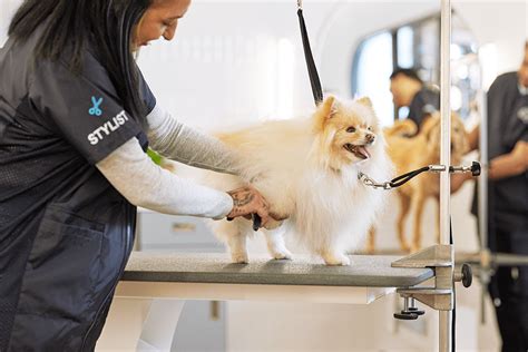 petco with grooming